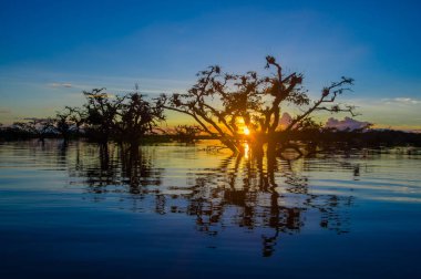 Laguna Grande içinde Cuyabeno Wildlife Reserve Milli Parkı, Ekvator üzerinde günbatımında karşı bir turuncu gökyüzü kontrast ağaçlar