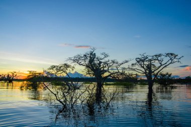 Laguna Grande içinde Cuyabeno Wildlife Reserve Milli Parkı, Ekvator üzerinde günbatımında karşı bir turuncu gökyüzü kontrast ağaçlar
