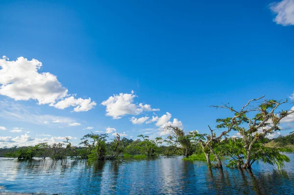 Woda drzew rosnących w tropikalnych i subtropikalnych obszarach pływowych, Cuyabeno Wildlife Reserve National Park, w Ekwadorze, w słoneczny dzień — Zdjęcie stockowe