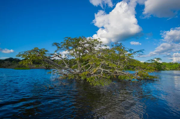 Árvores aquáticas encontradas em áreas de marés tropicais e subtropicais, Parque Nacional da Reserva de Vida Selvagem de Cuyabeno, no Equador, em um dia ensolarado — Fotografia de Stock