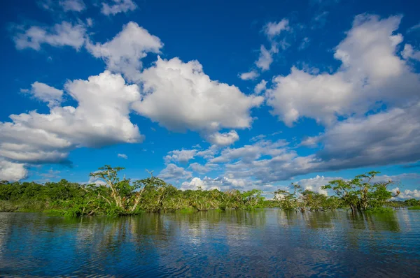 Woda drzew rosnących w tropikalnych i subtropikalnych obszarach pływowych, Cuyabeno Wildlife Reserve National Park, w Ekwadorze, w słoneczny dzień — Zdjęcie stockowe