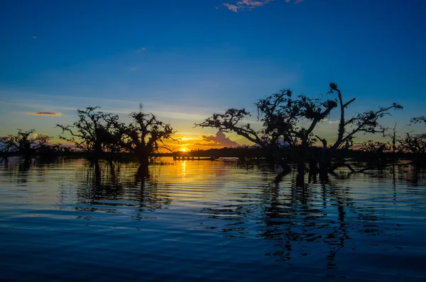 Träd silhuett mot en orange himmel i solnedgången över Laguna Grande i Cuyabeno Wildlife Reserve National Park, i Ecuador — Stockfoto