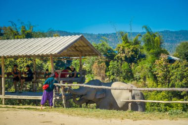 Chiang Rai, Tayland - 01 Şubat 2018: Açık görünümü altında orman kutsal Chiang Mai iki büyük fil arıyorsunuz bir kulübe tanımlanamayan kişi