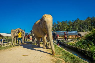 Chiang Rai, Tayland - 01 Şubat 2018: Tanımlanamayan insanlar büyük bir fil orman kutsal Chiang Mai yakın