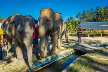 Chiang Rai, Tayland - 01 Şubat 2018: Tanımlanamayan insanlar büyük bir fil orman kutsal Chiang Mai yakın