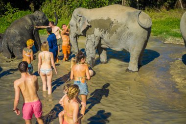 Chiang Rai, Tayland - 01 Şubat 2018: Tanımlanamayan insanlar büyük bir fil orman kutsal, fil spa, filler ile banyo keyfini yakın