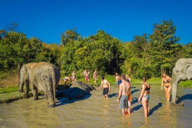 Chiang Rai, Tayland - 01 Şubat 2018: Açık kimliği belirsiz insanlar büyük filler orman kutsal, fil spa, filler ile banyo keyfini yakın bakış