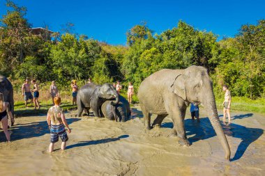 Chiang Rai, Tayland - 01 Şubat 2018: Açık kimliği belirsiz insanlar büyük filler orman kutsal, fil spa, filler ile banyo keyfini yakın bakış