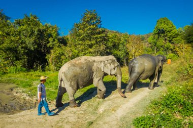 Chiang Rai, Tayland - 01 Şubat 2018: orman kutsal, fil spa, mavi gökyüzü ile muhteşem bir günde banyo Enjoy büyük filler yakın yürüyen kimliği belirsiz adam