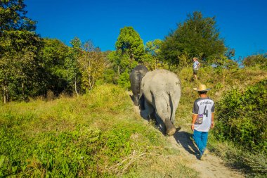 Chiang Rai, Tayland - 01 Şubat 2018: orman kutsal, fil spa, mavi gökyüzü ile muhteşem bir günde banyo Enjoy büyük filler yakın yürüyen kimliği belirsiz adam