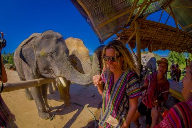 Chiang Rai, Tayland - 01 Şubat 2018: having a büyük zaman o ashtonishing tüyle ile orman kutsal alan kimliği belirsiz kişi büyük filler, yakın açık görünüm şaşırtıcı