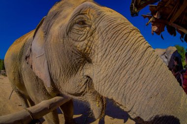 Chiang Rai, Tayland - 01 Şubat 2018: having a büyük zaman orman kutsal Chiang Mai kimliği belirsiz kişi yakın büyük fil şaşırtıcı bir görünümü kapat