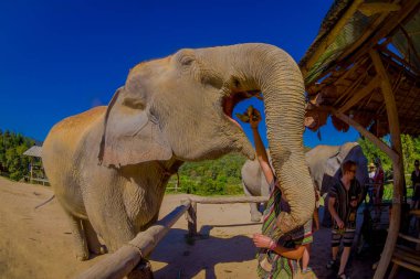 Chiang Rai, Tayland - 01 Şubat 2018: büyük fil orman kutsal Chiang Mai bir salkım muzu açık sandığı ile yemek görünümünü şaşırtıcı