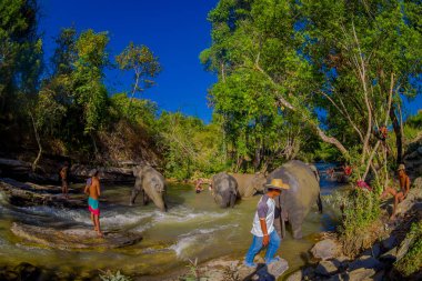Chiang Rai, Tayland - 01 Şubat 2018: Açık görünümü filler fil orman sığınak, suda oynarken mutlu Grubu'nun. Chiang Mai ile bazı turizm