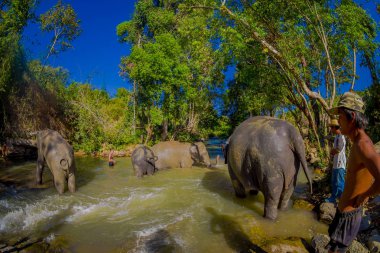 Chiang Rai, Tayland - 01 Şubat 2018: Açık görünümü filler fil orman sığınak, suda oynarken mutlu Grubu'nun. Chiang Mai ile bazı turizm