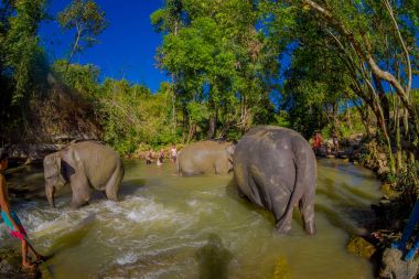 Chiang Rai, Tayland - 01 Şubat 2018: Güzel açık görünümü filler fil orman sığınak, suda oynarken mutlu Grubu'nun. Chiang Mai ile bazı turizm