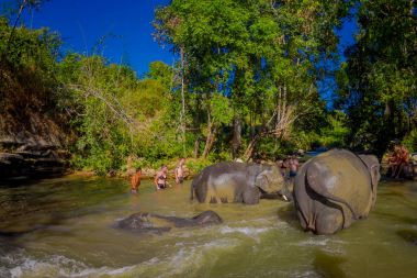 Chiang Rai, Tayland - 01 Şubat 2018: Güzel açık görünümü filler fil orman sığınak, suda oynarken mutlu Grubu'nun. Chiang Mai ile bazı turizm