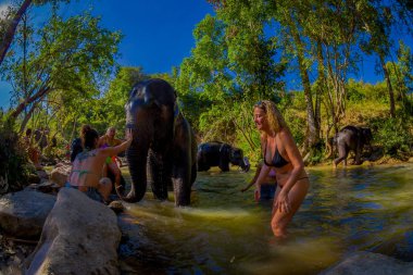 Chiang Rai, Tayland - 01 Şubat 2018: Turist grubunun açık görünümü büyük bir elephant fil orman sığınak Chiang Mai adlı banyo mutluluk duyuyoruz