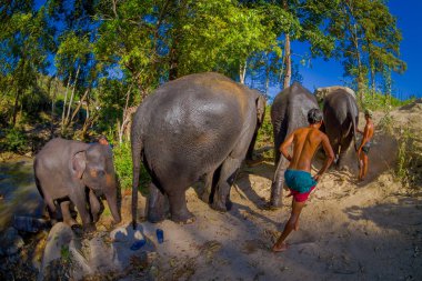 Chiang Rai, Tayland - 01 Şubat 2018: Doğada, Sanctuary, Chiang Tayland'da fil ormanda nehir yakınındaki Young filin yürüyüşü
