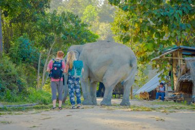 Chiang Rai, Tayland - 01 Şubat 2018: birkaç yürüyen genç bir fil kutsal alan, fil ormanda Chiang arkasında, bir ormanda doğada yakın açık görünüm şaşırtıcı