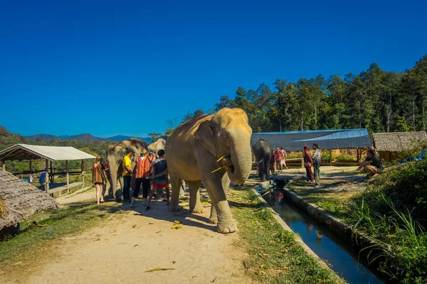 CHIANG RAI, THAILAND - FEVEREIRO 01, 2018: Vista ao ar livre de pessoas não identificadas que procuram um elefante enorme no Santuário da Selva em Chiang Mai — Fotografia de Stock