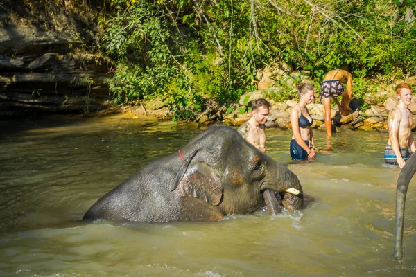 Chiang Rai, Tajlandia - 01 lutego 2018: Widok zewnątrz niezidentyfikowanych turystów w pobliżu ogromne słonie w dżungli sanktuarium, słoń spa, cieszyć się kąpiel z słonie — Zdjęcie stockowe