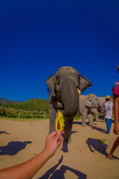 Chiang Rai, Tajlandia - 01 lutego 2018: Ręka trzyma małego banana z ogromny słoń z błękitnego nieba, słoń, rozciąganie tułowia, prosząc o jedzenie, w Sanktuarium dżungli — Zdjęcie stockowe