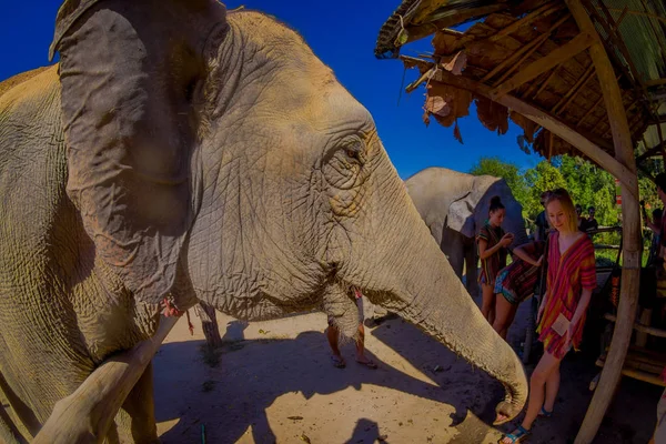 CHIANG RAI, THAILAND - FEBRUARY 01, 2018: Amazing view of unidentified people close to a huge elephants, having a great time with those ashtonishing pachyderms, in Jungle Sanctuary — Stock Photo, Image