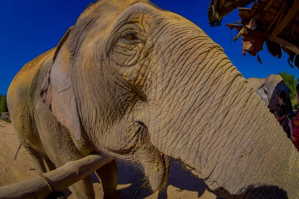 Chiang Rai, Tayland - 01 Şubat 2018: having a büyük zaman orman kutsal Chiang Mai kimliği belirsiz kişi yakın büyük fil şaşırtıcı bir görünümü kapat