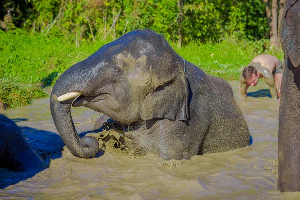 CHIANG RAI, THAÏLANDE - 01 FÉVRIER 2018 : Vue extérieure d'un homme non identifié près d'un énorme éléphant dans le sanctuaire de la jungle, spa pour éléphants, baignade avec des éléphants — Photo