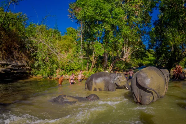 Chiang Rai, Tayland - 01 Şubat 2018: Güzel açık görünümü filler fil orman sığınak, suda oynarken mutlu Grubu'nun. Chiang Mai ile bazı turizm