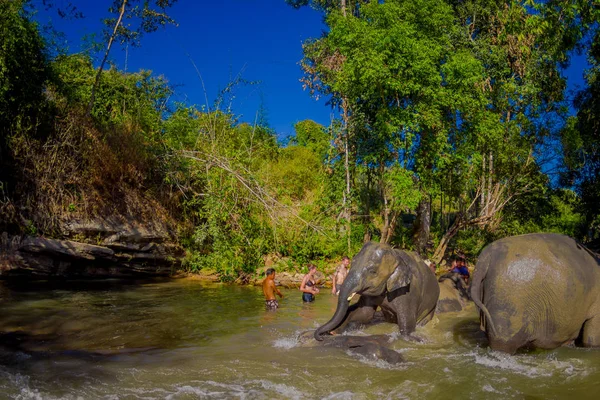 CHIANG RAI, TAILANDIA - 01 DE FEBRERO DE 2018: Hermosa vista al aire libre del grupo de elefantes felices jugando en el agua en el santuario de la selva de elefantes. con un turista en Chiang mai — Foto de Stock