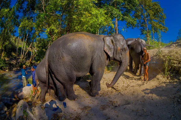 CHIANG RAI, TAILANDIA - 01 DE FEBRERO DE 2018: El paseo del elefante joven cerca de la orilla del río en la naturaleza, en el santuario de la selva del elefante, en Chiang Tailandia — Foto de Stock