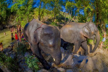 Chiang Rai, Tayland - 01 Şubat 2018: Büyük fil, fil orman sığınak yakın turist bir grup. Onlar yerel fil eğitmen gelen yardım alma