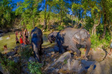 Chiang Rai, Tayland - 01 Şubat 2018: Büyük fil, fil orman sığınak yakın turist bir grup. Onlar yerel fil eğitmen gelen yardım alma