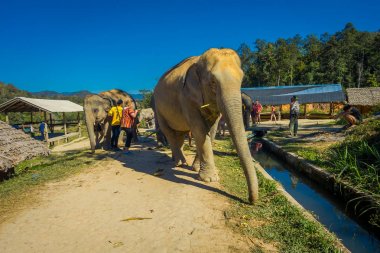 Chiang Rai, Tayland - 01 Şubat 2018: Büyük bir fil orman kutsal Chiang Mai arayan kimliği belirsiz insanların açık görünüm
