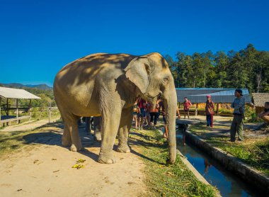 Chiang Rai, Tayland - 01 Şubat 2018: Büyük bir fil orman kutsal Chiang Mai arayan kimliği belirsiz insanların açık görünüm