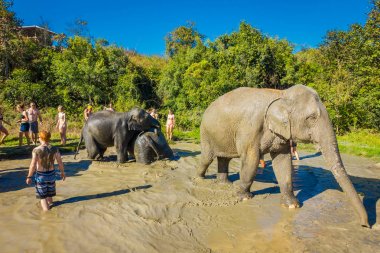 Chiang Rai, Tayland - 01 Şubat 2018: Tanımlanamayan turistlerin büyük filler orman kutsal, fil spa, filler ile banyo keyfini yakın açık görünüm