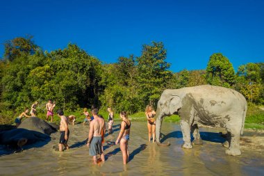 Chiang Rai, Tayland - 01 Şubat 2018: Açık kimliği belirsiz insanlar büyük filler orman kutsal, fil spa, filler ile banyo keyfini yakın bakış