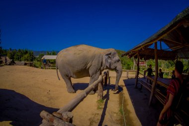 Chiang Rai, Tayland - 01 Şubat 2018: Açık mavi gökyüzü ile güzel bir güneşli gün orman kutsal Chiang Mai, güzel büyük fil görünümünü