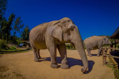 Chiang Rai, Tayland - 01 Şubat 2018: Ön görünümü iki güzel büyük filler bir orman kutsal Chiang Mai, mavi gökyüzü ile güzel bir güneşli gün