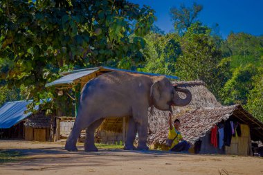Chiang Rai, Tayland - 01 Şubat 2018: Kimliği belirsiz erkek fil Chiang Mai bir orman kutsal bir kil sokak ile oynarken muhteşem açık görünümünü