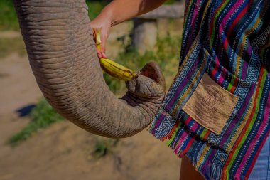 Chiang Rai, Tayland - 01 Şubat 2018: küçük muz bir grup ile bir büyük resmi fil Chiang Mai bir orman kutsal besleme kimliği belirsiz kişi