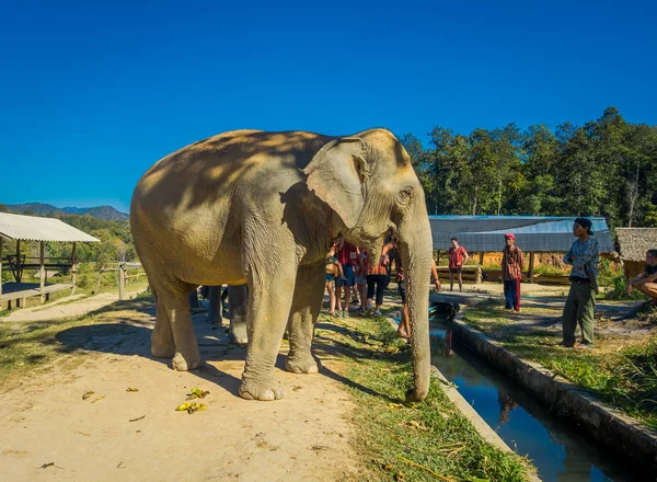 Chiang Rai, Tayland - 01 Şubat 2018: Büyük bir fil orman kutsal Chiang Mai arayan kimliği belirsiz insanların açık görünüm