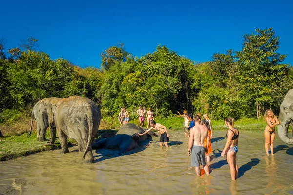 CHIANG RAI, TAILANDIA - 01 DE FEBRERO DE 2018: Vista al aire libre de personas no identificadas cerca de un enorme Elefante en el Santuario de la Selva, Elefante spa, Disfrute bañarse con elefantes — Foto de Stock