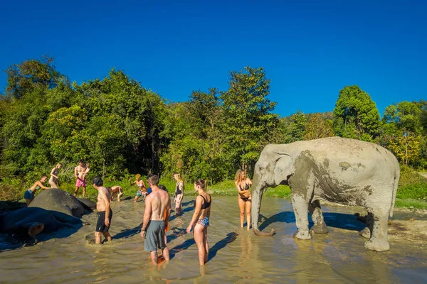Chiang Rai, Tajlandia - 01 lutego 2018: Widok zewnątrz niezidentyfikowanych osób w pobliżu ogromne słonie w dżungli sanktuarium, słoń spa, cieszyć się kąpiel z słonie — Zdjęcie stockowe