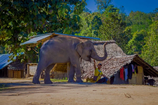 Chiang rai, thailand - 01. Februar 2018: wunderschöne Außenansicht eines unbekannten Mannes, der mit einem Elefanten in einer Lehmstraße in einem Dschungel-Heiligtum in chiang mai spielt — Stockfoto