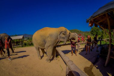 Chiang Rai, Tayland - 01 Şubat 2018: Kimliği belirsiz insanlar yakın büyük bir fil orman kutsal Chiang Mai güzel açık görünümü