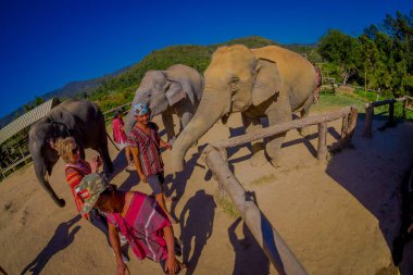 Chiang Rai, Tayland - 01 Şubat 2018: Kimliği belirsiz insanlar yakın büyük bir fil orman kutsal Chiang Mai güzel açık görünümü