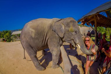 Chiang Rai, Tayland - 01 Şubat 2018: having a büyük zaman o ashtonishing tüyle ile orman kutsal alan kimliği belirsiz kişi büyük filler, yakın açık görünüm şaşırtıcı